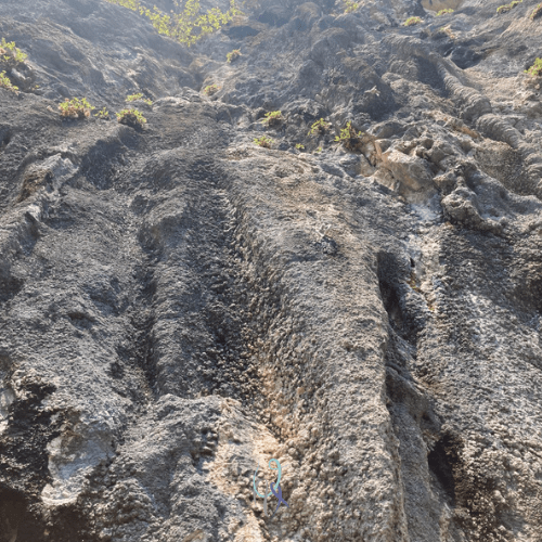 via Il ghiro, la pianta e mi