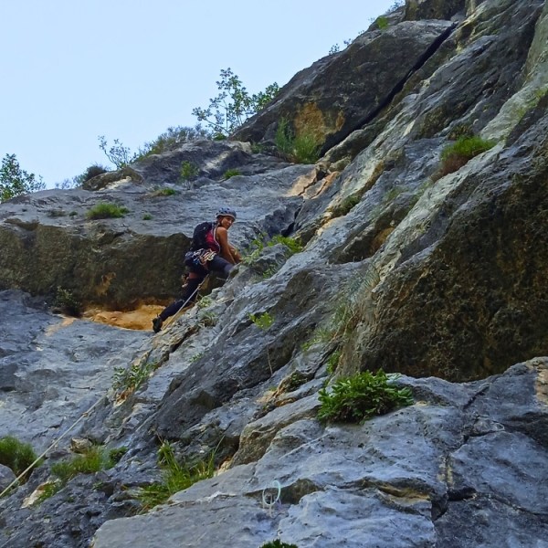 Corvo grigio non avrai il mio&nbsp;friend!